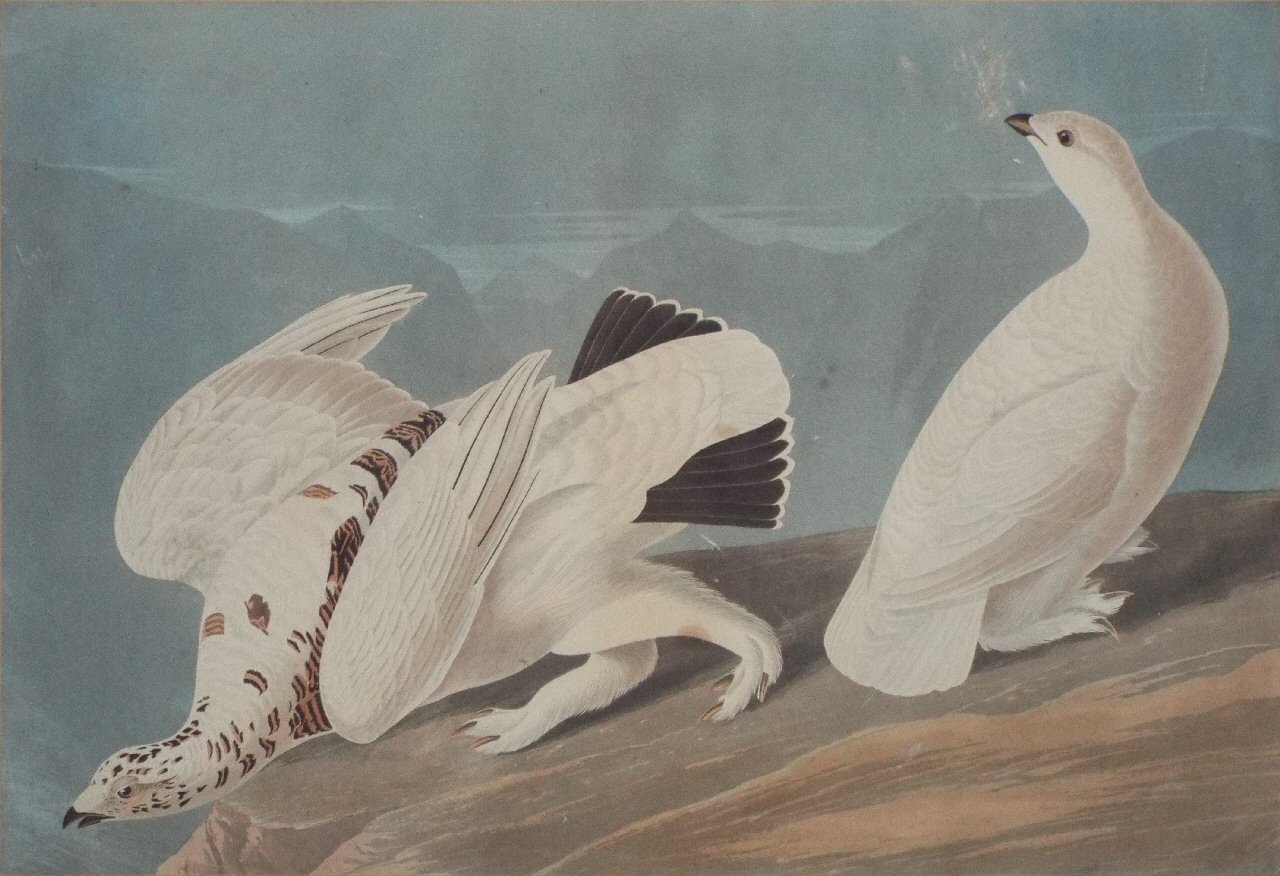 Aquatint - American Ptarmigan. White-tailed Grouse. - Havell